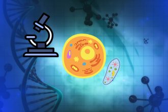 T Cells: Reprogramming the Key Players in Healthy Aging