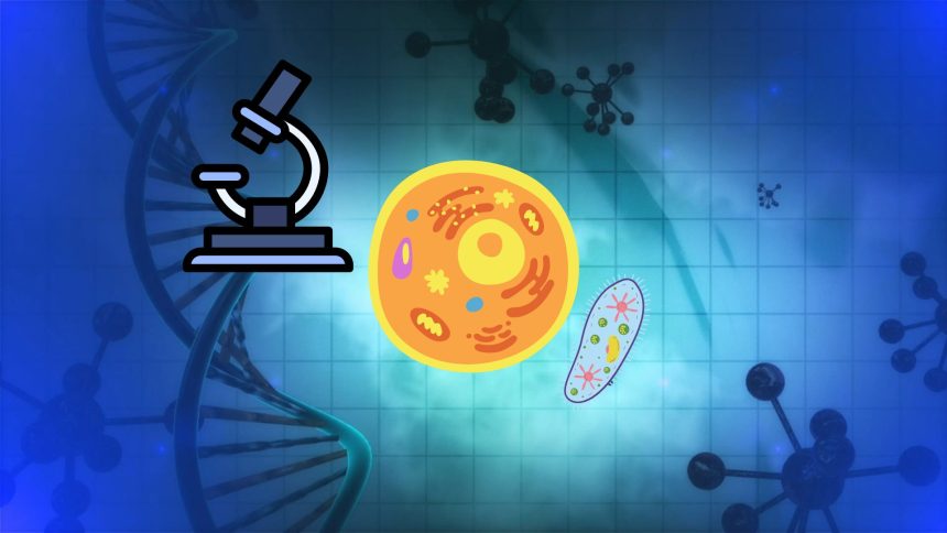 T Cells: Reprogramming the Key Players in Healthy Aging